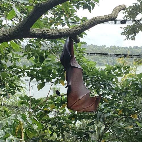 Photo #11705249