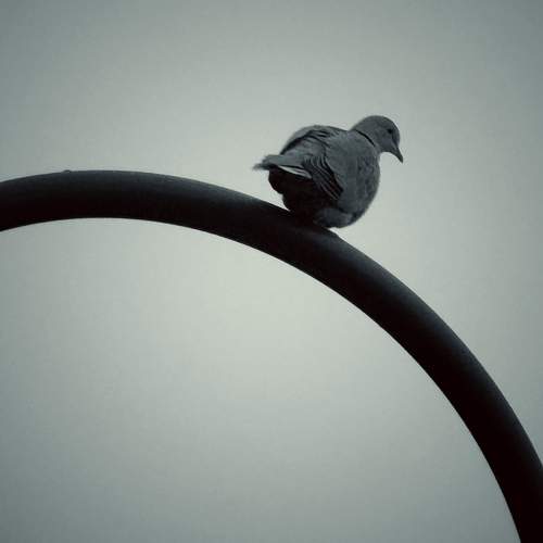 Photo #11706792