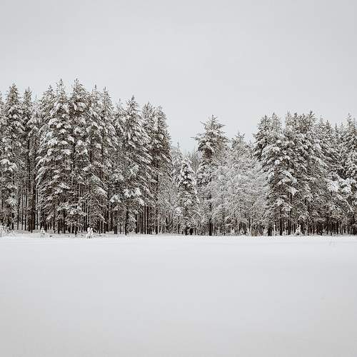 Photo #11707287
