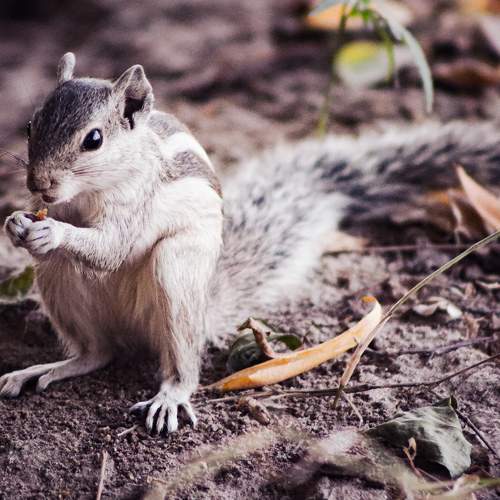 squirrel in the forest