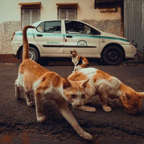Street Vigilantes