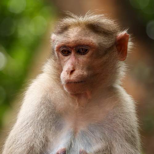 Monkey Portrait