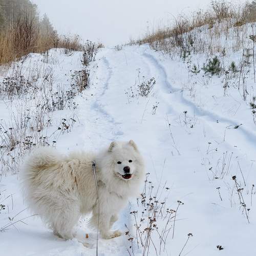 Photo #11707929