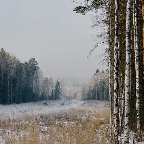 Photo #11707985