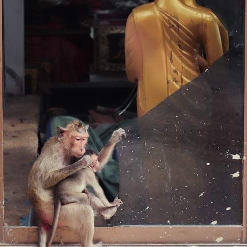 Photo #11708040