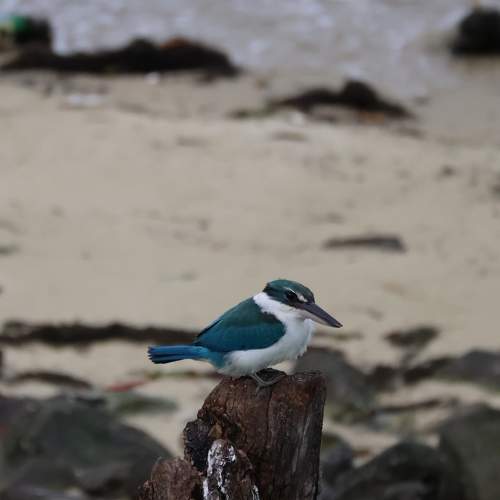 Photo #11709543