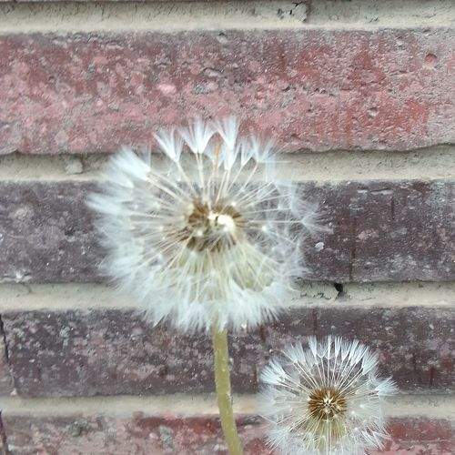 Photo #11709986