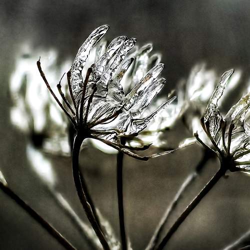 Photo #11711421