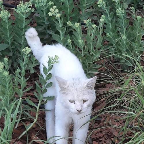 Кошачья грусть