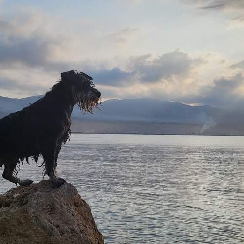 Photo #11712591