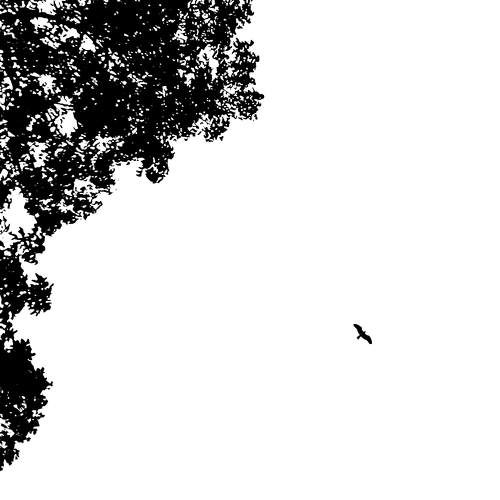 Freedom & Fly