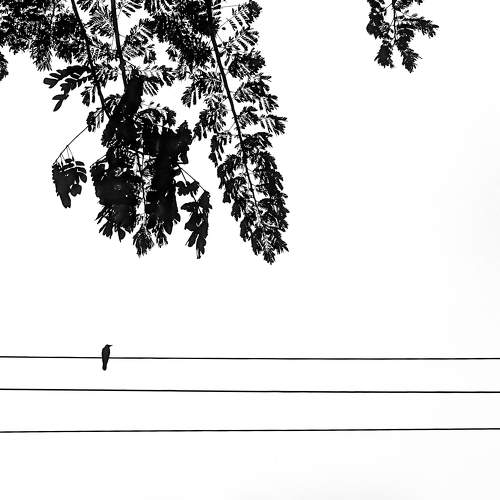 Silence Pair