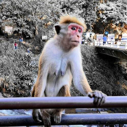Photo #11713037