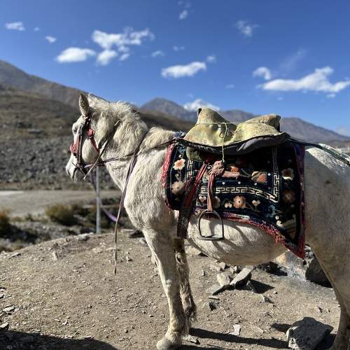 Animals of mountain