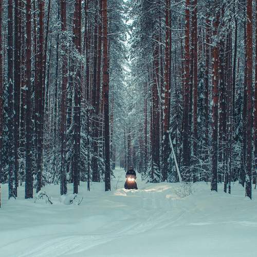зимний лес