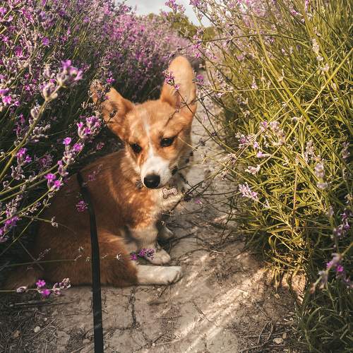 Photo #11714821