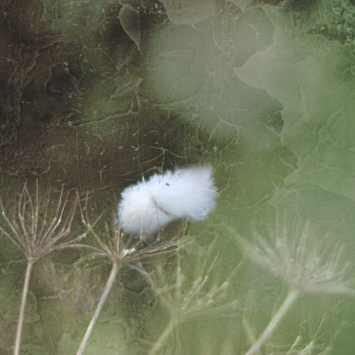 Photo #11715803