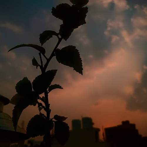 Photo #11716175