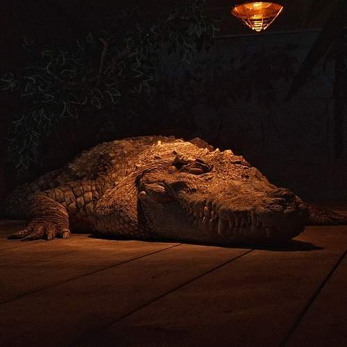 Photo #11716960