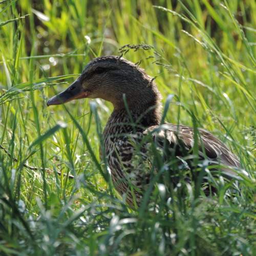 Photo #11717266
