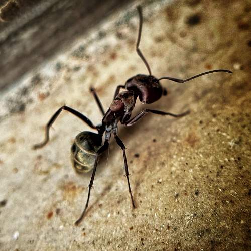 Photo #11719161