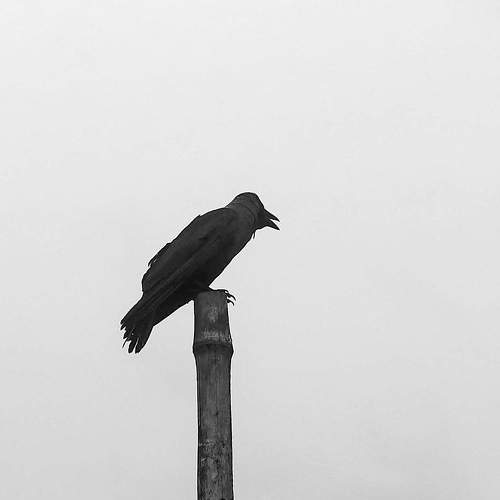 Photo #11719267