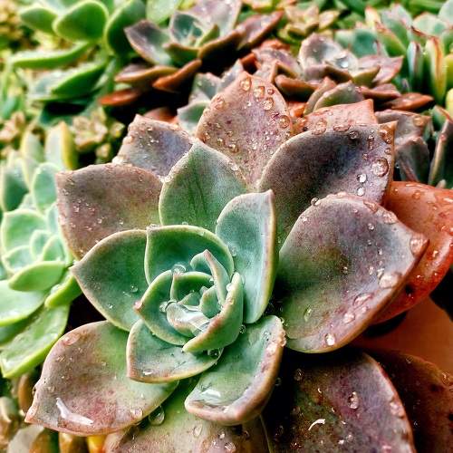 Photo #11719842