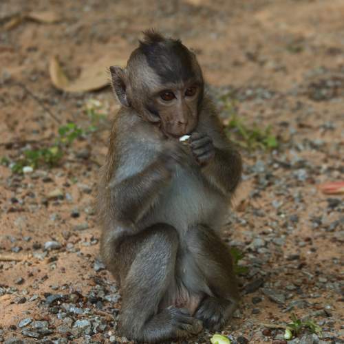 Photo #11720429