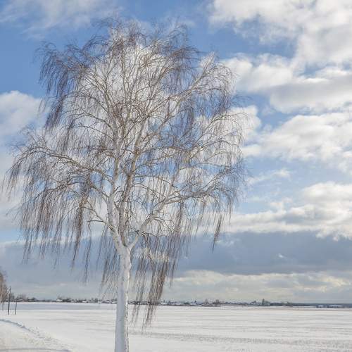 Photo #11720525