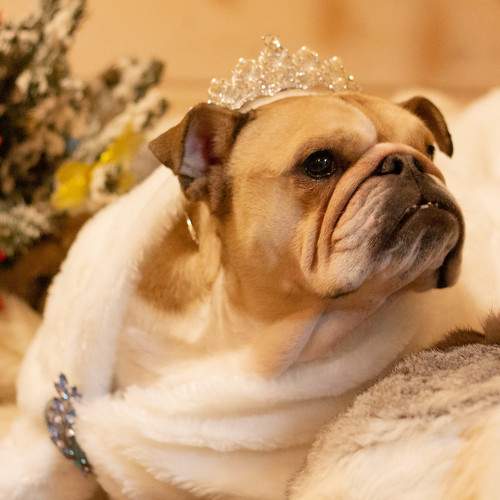Photo #11721510