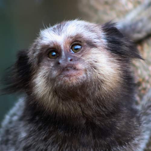 Photo #11721675