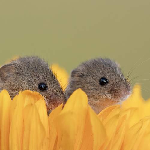 Photo #11722215