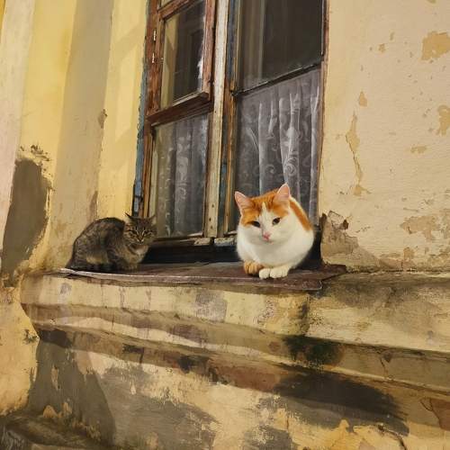Photo #11722347
