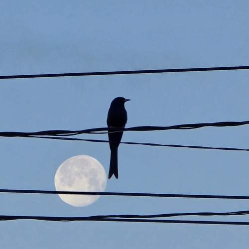 Photo #11722407