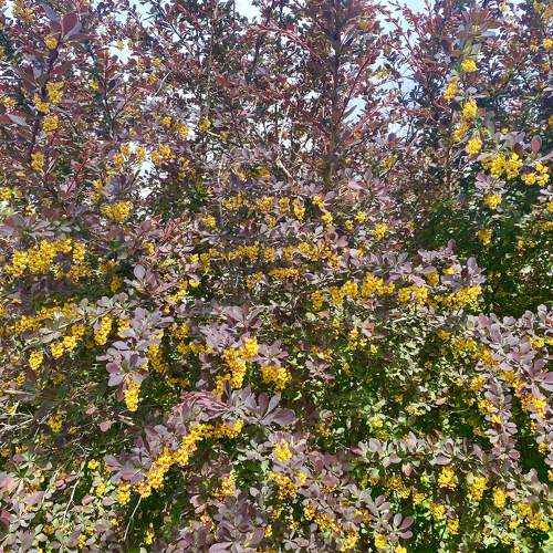Photo #11722976