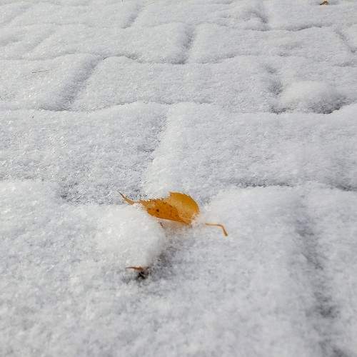 Photo #11722978
