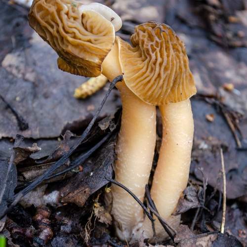 Photo #11724183