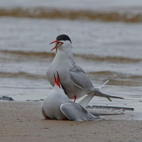 Photo #11724321
