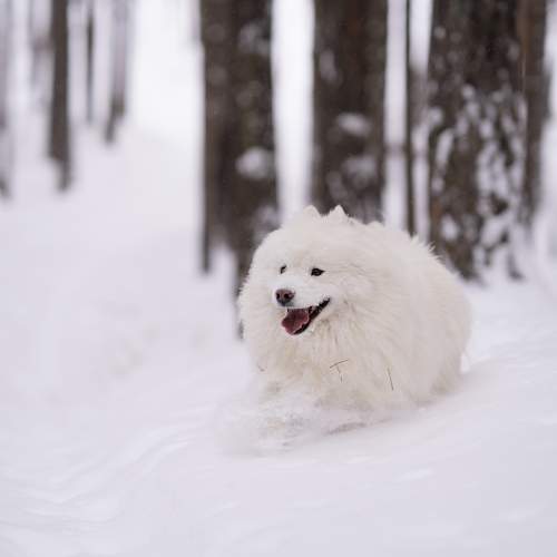 Фотография #11724389