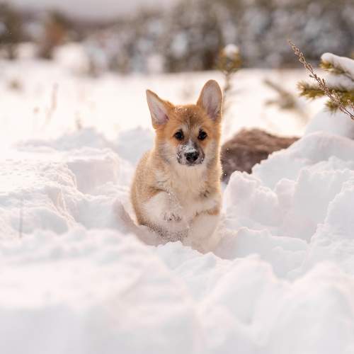 Фотография #11724393