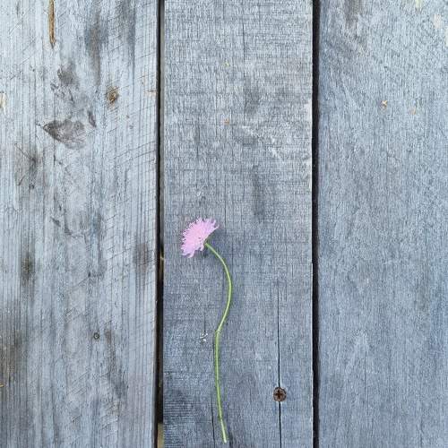 Photo #11724989