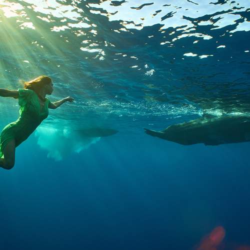 Dreams with a whales