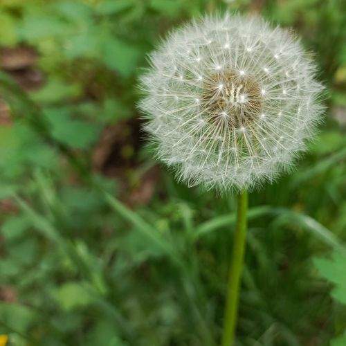 Photo #11725709