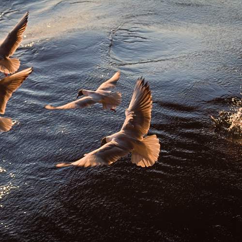 Photo #11726068