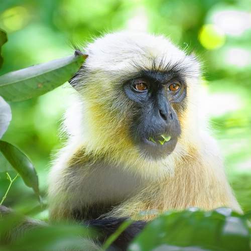 Monkey 2