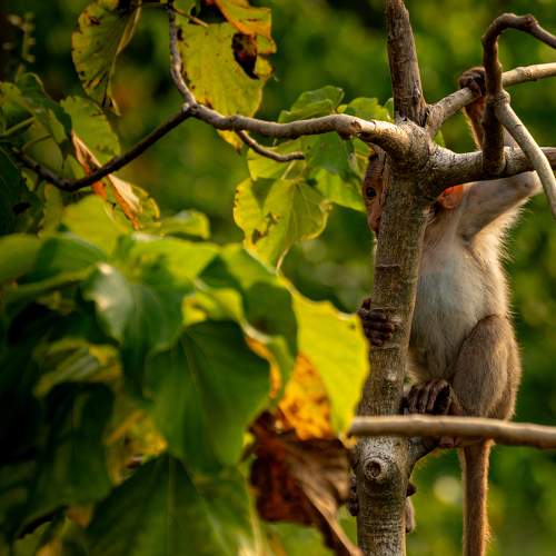 A New Day in the Jungle