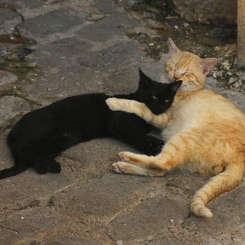 Photo #11729402