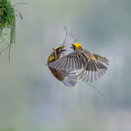 Baya Weaver territorial fight