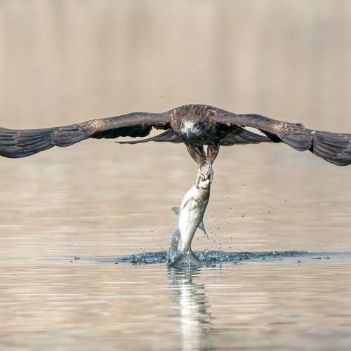 Black Kite rare view