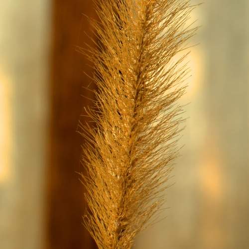 Photo #11730205